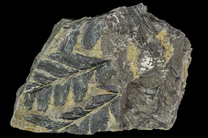 Carboniferous Fossil Ferns (Sphenopteris) - Poland #111646